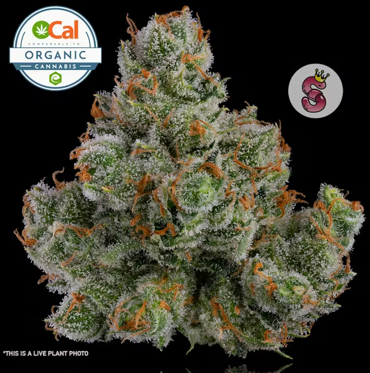 Ocal Living Soil Flower 8th