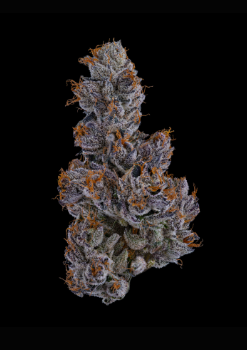 Clade 9 | Raspberry Runtz | 1g