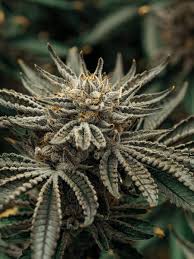 Pruf Cultivar Sherb n' Candy