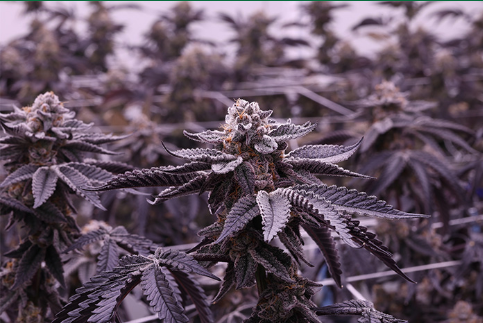 Green Apple Tangie | 3.5g