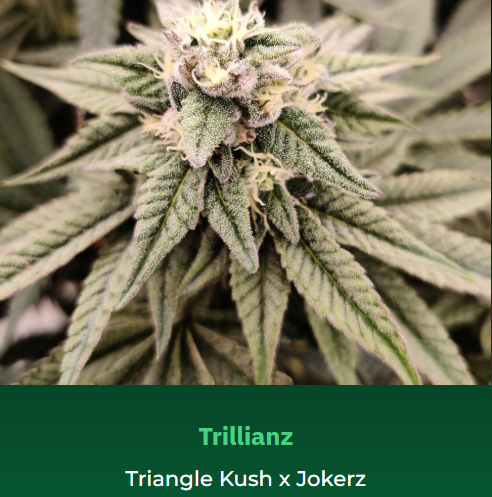 Trillianz | 3.5g