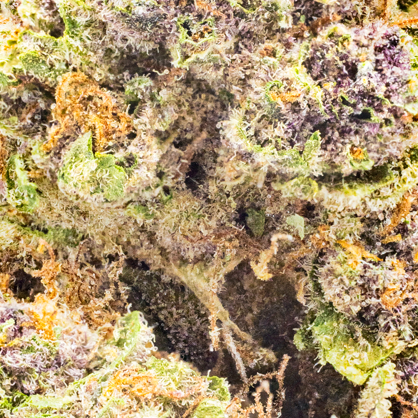 Tropical Haze Half Ounce