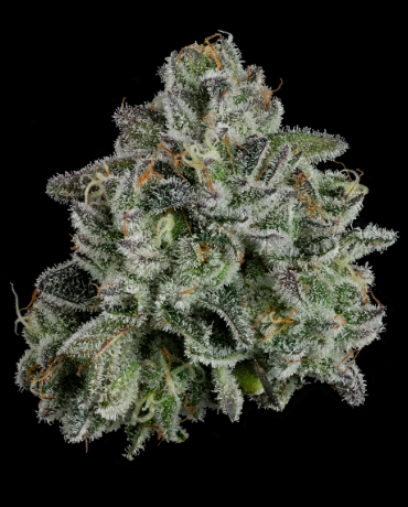 U4EA Whoopie Pie 3.5g