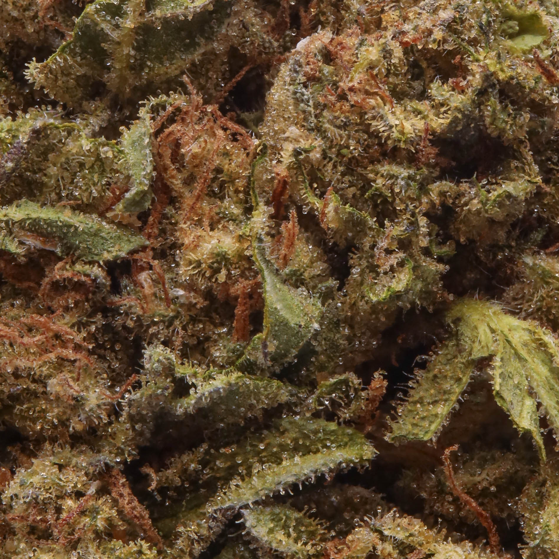 WCC---Peach-Z-MACRO-d69c1c11-