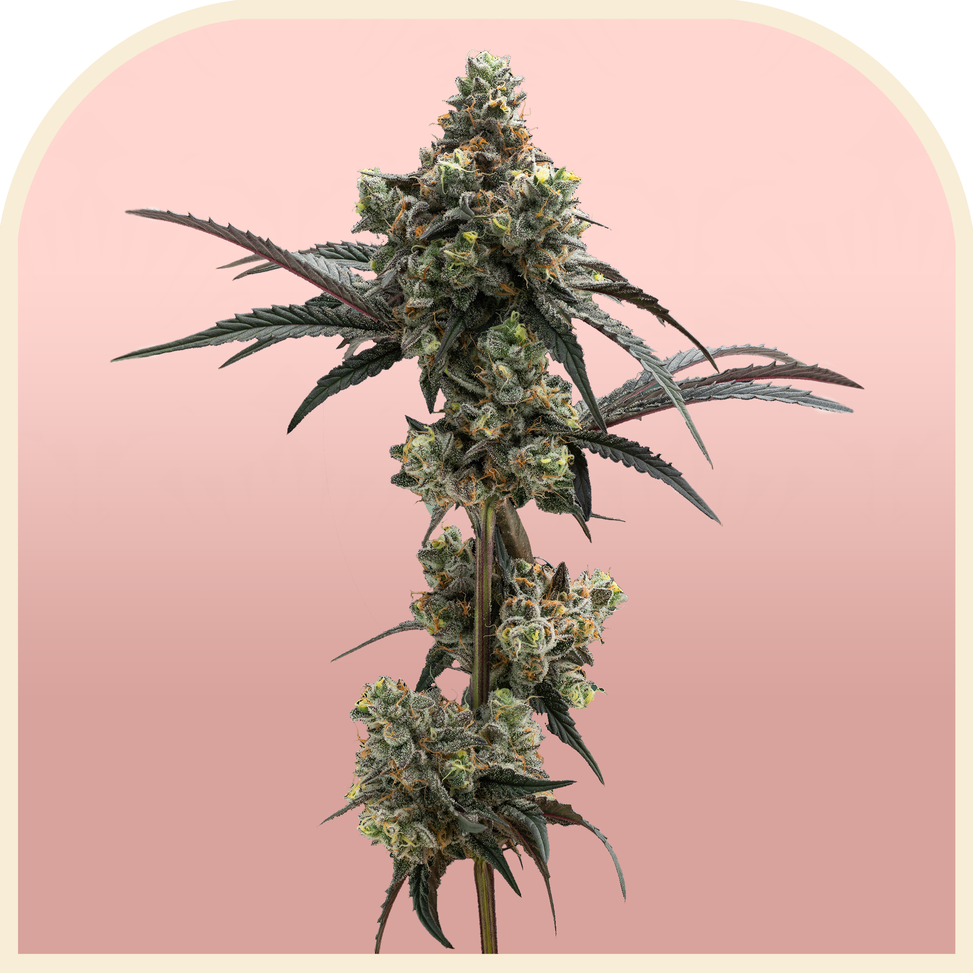 Watermelon Freeze | Pre-packed 3.5g