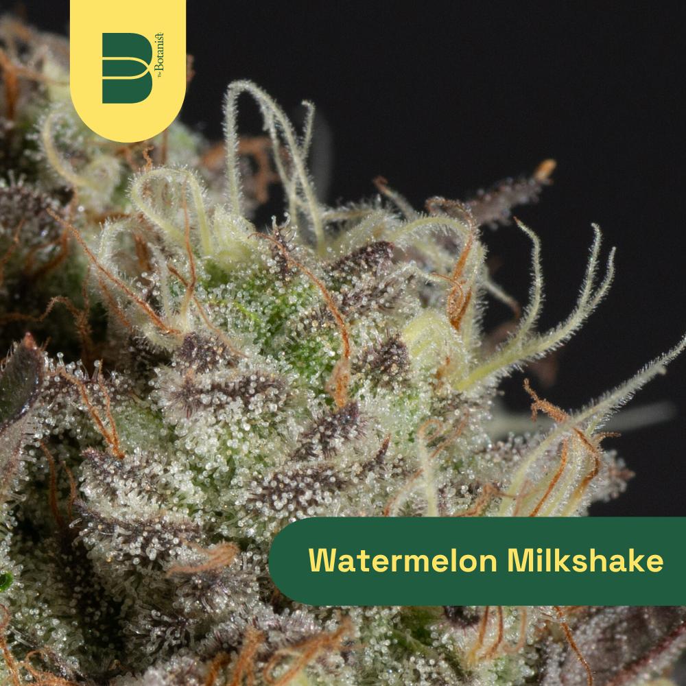 Watermelon Milkshake | 3.5g "Whole Flower"