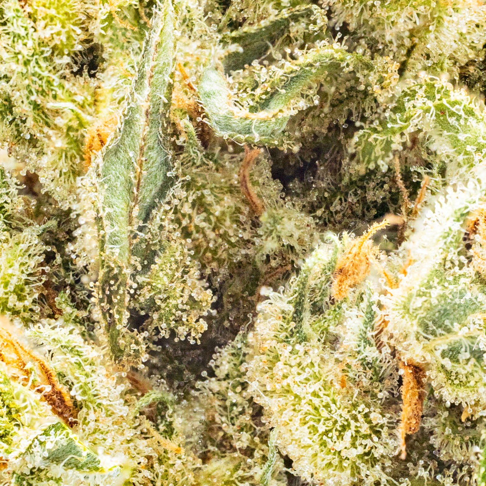 XJ-13---Flower---THCDesign-4-