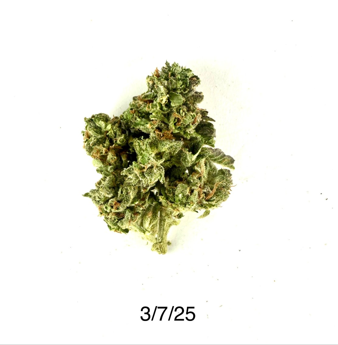 DPF - LA Zkittles