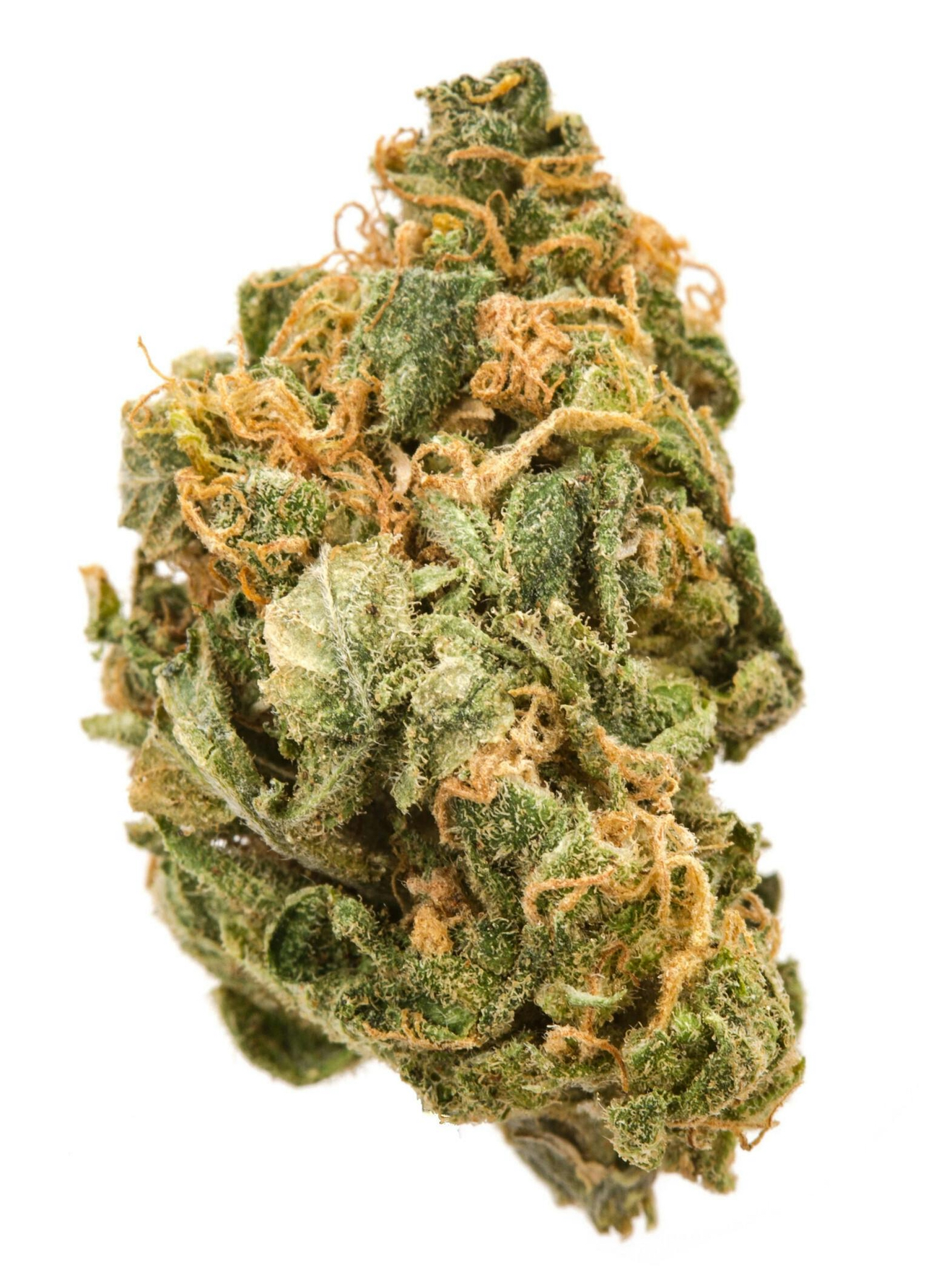 Pruf Cultivar Kaizen