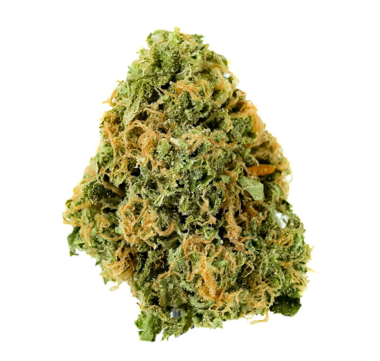 Pruf Cultivar Rainbow Belts 2.0 #8