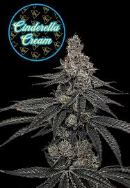 Cinderella Cream | 3.5g