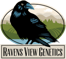 X| Ravens View Genetics | Squirt | 3.5g