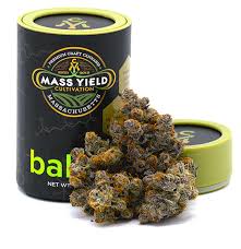 Blueberry Cupcake | 3.5g