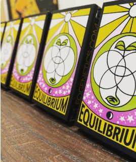 Way Doghani Feminized Seeds 12pk