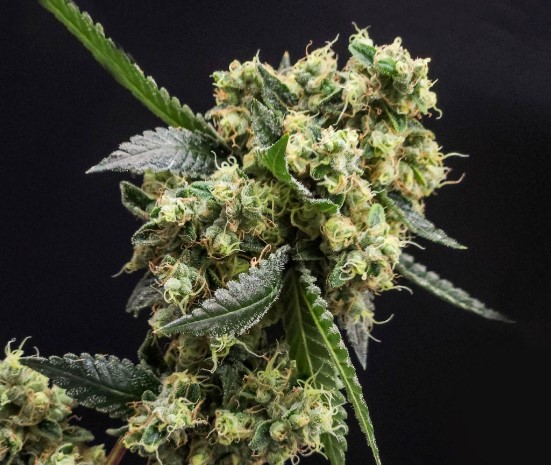 Root & Bloom Ghost Dawg 3.5g