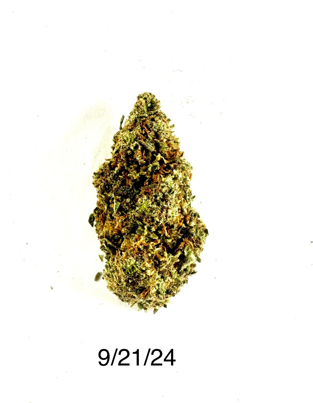 DPF - Jack Herer