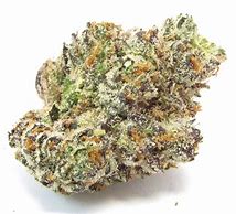 WHITE RAINBOW 14G Exotic Flower