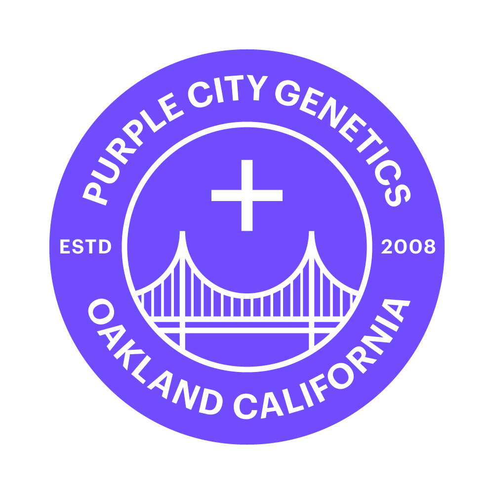 Purple City Genetics Afghani Apricot Seed 3pk (Autoflower) PD