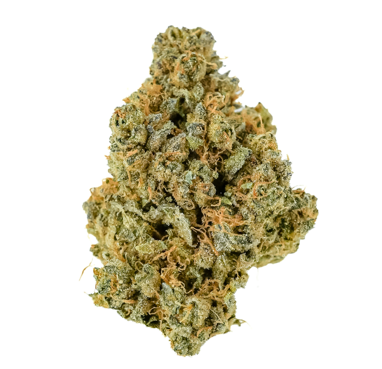 Pruf Cultivar Prodigy #10