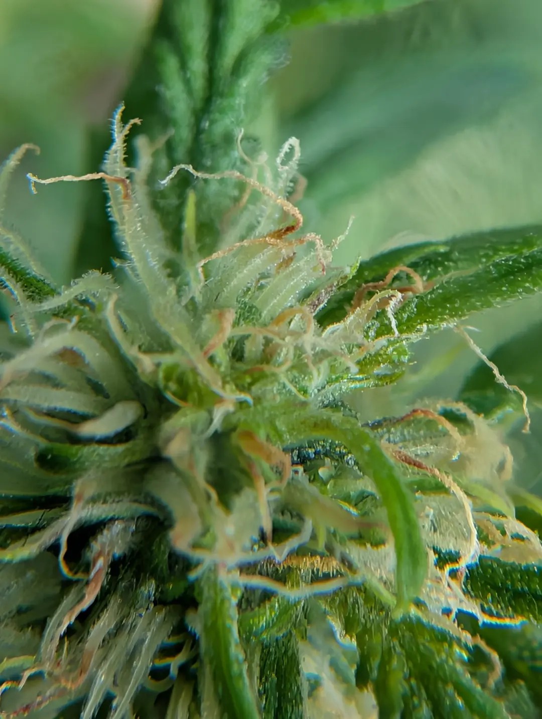 Dizgo | Pre-packed 3.5g | Orion