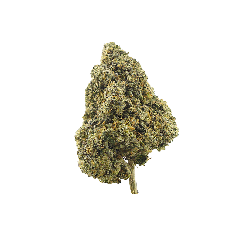 Pruf Cultivar Gelato 33