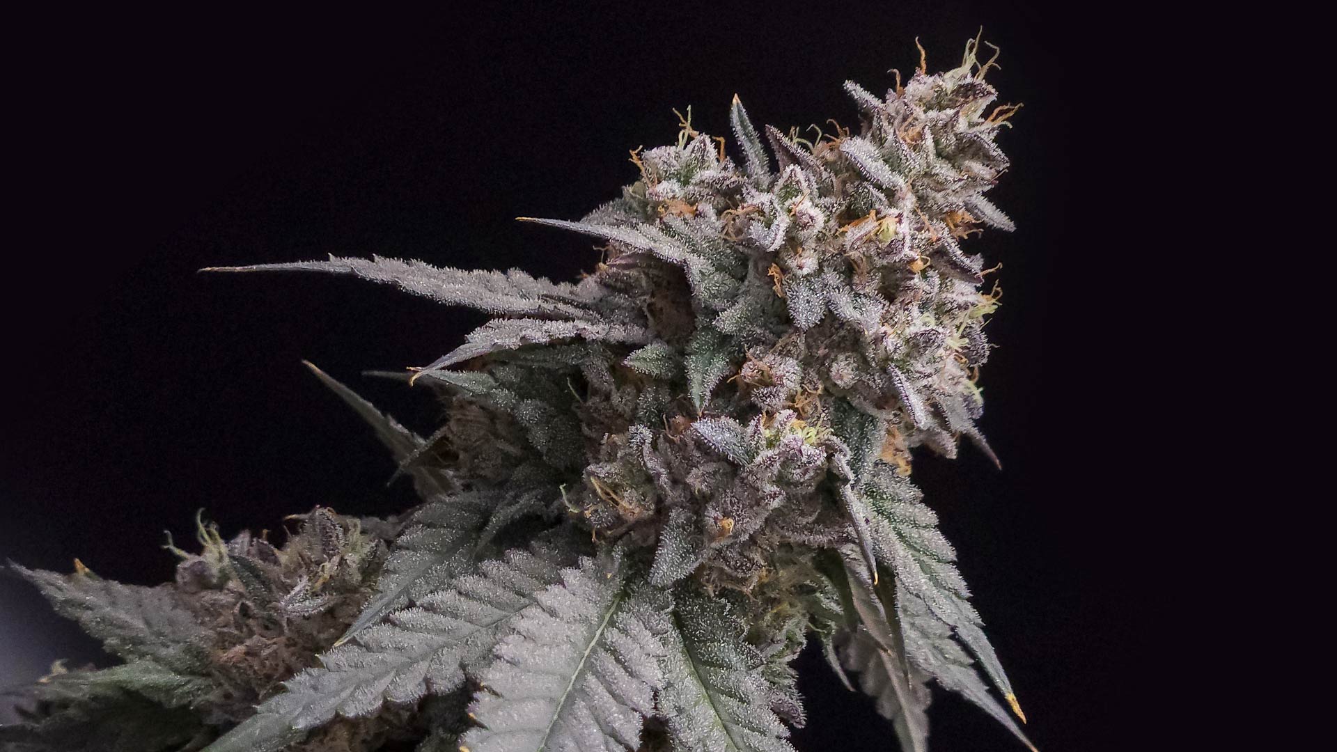 Root & Bloom Deli - Cherry Pie OG