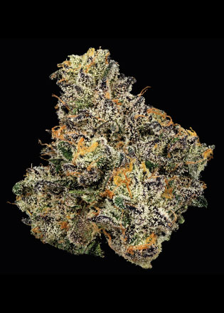 U4EA Sherb Cream Pie 3.5g