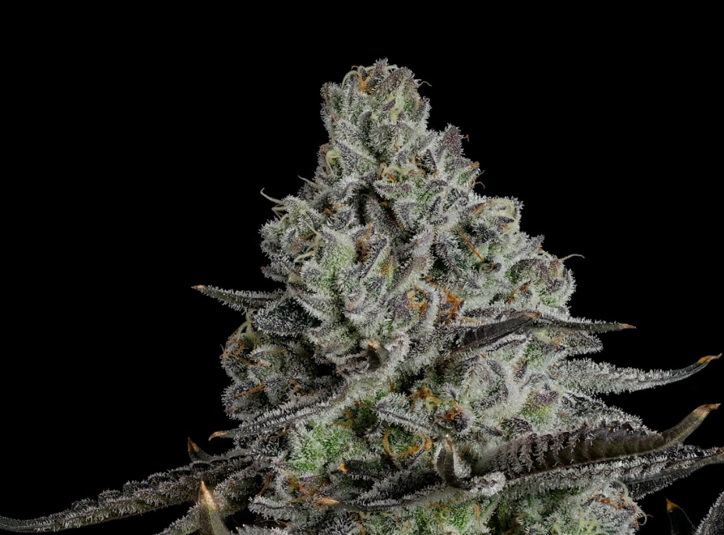 U4EA Whoopie Pie 3.5g